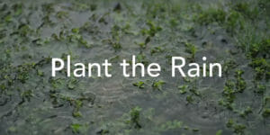 Plant the Rain